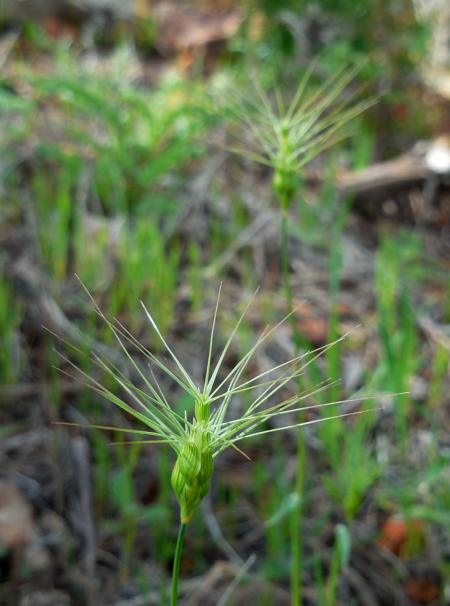 Aegilops geniculata